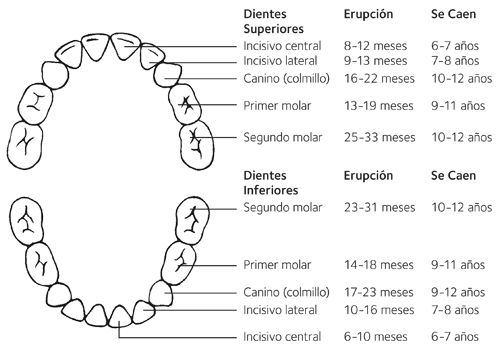 Erupción dental